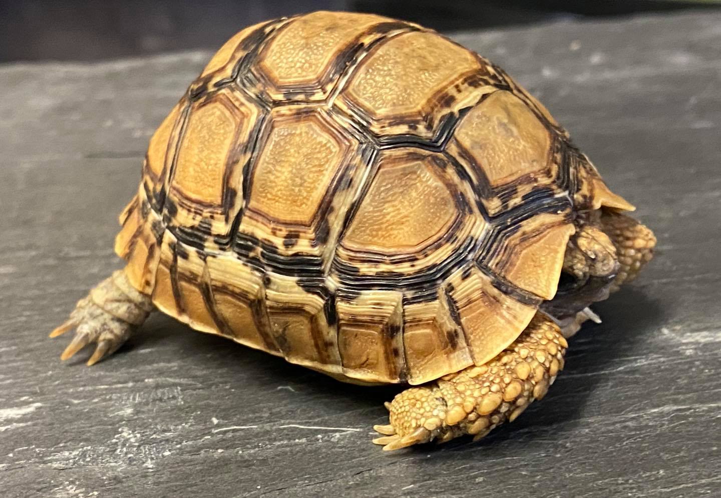 Leopard Tortoise, Stigmochelys pardalis • Rainforest Exotics